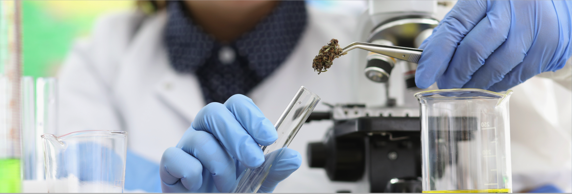 Discover What Sets the AOAC Cannabis